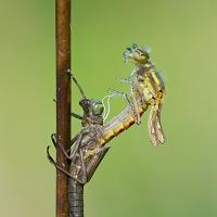 Emerging Large Red Damselfly 